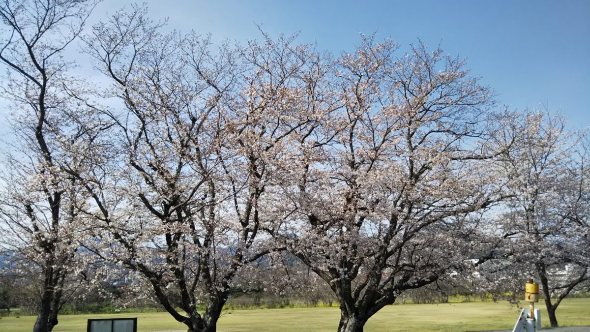 椹野川沿いの桜も綺麗に咲いています
